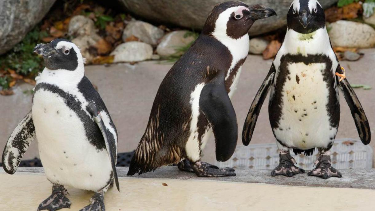 Keresik a pápaszemes pingvint, melyet állatvédők loptak ki egy állatkertből