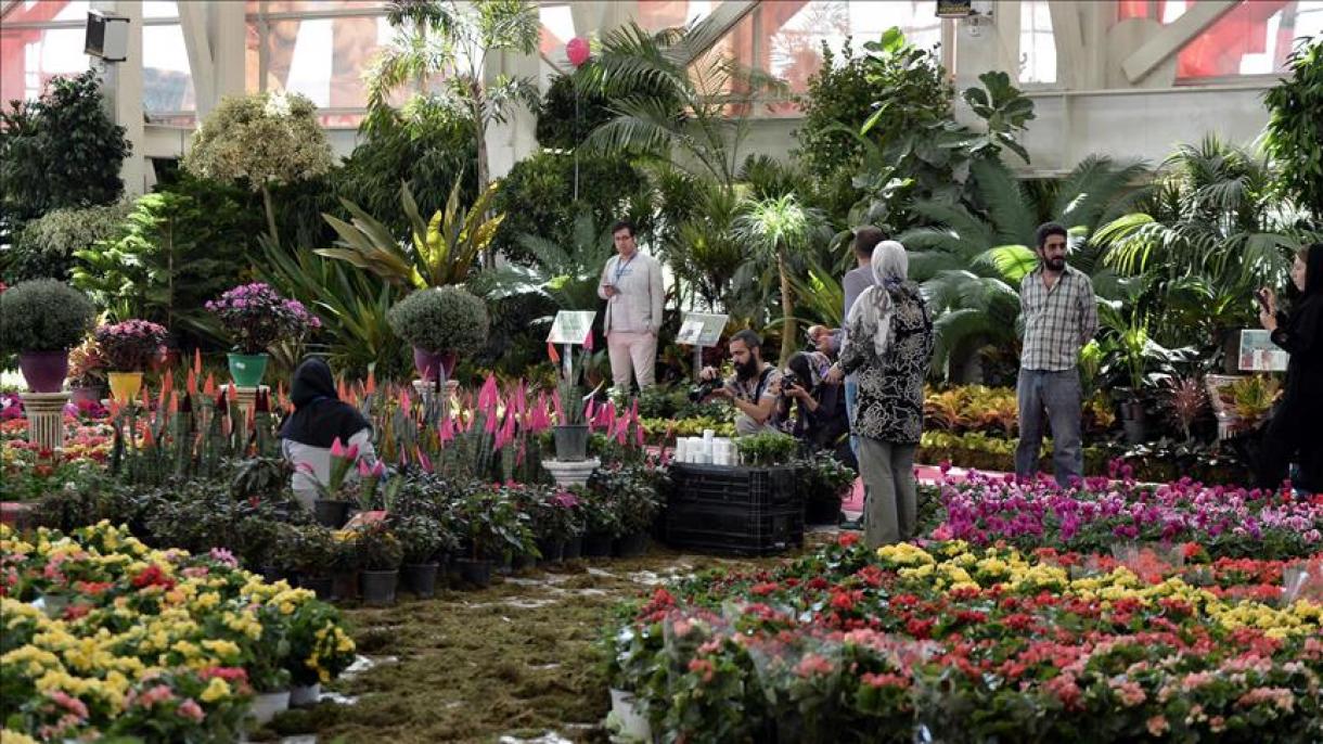 ارائه کوچکترین گل آپارتمانی در نمایشگاه گل و گیاه تهران