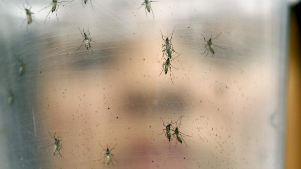 Uruguay prevé una "temporada complicada" de zika, chikunguña y dengue