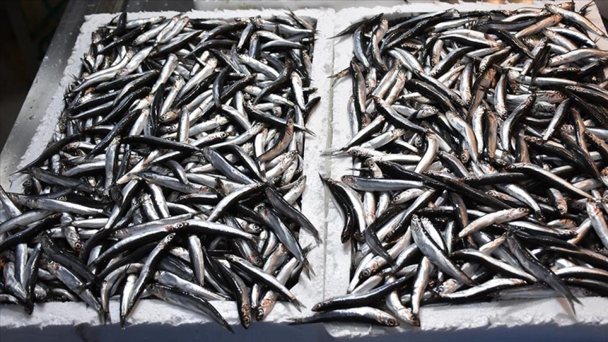 ترکیہ سے حمسی مچھلی کی برآمدات میں اضافہ