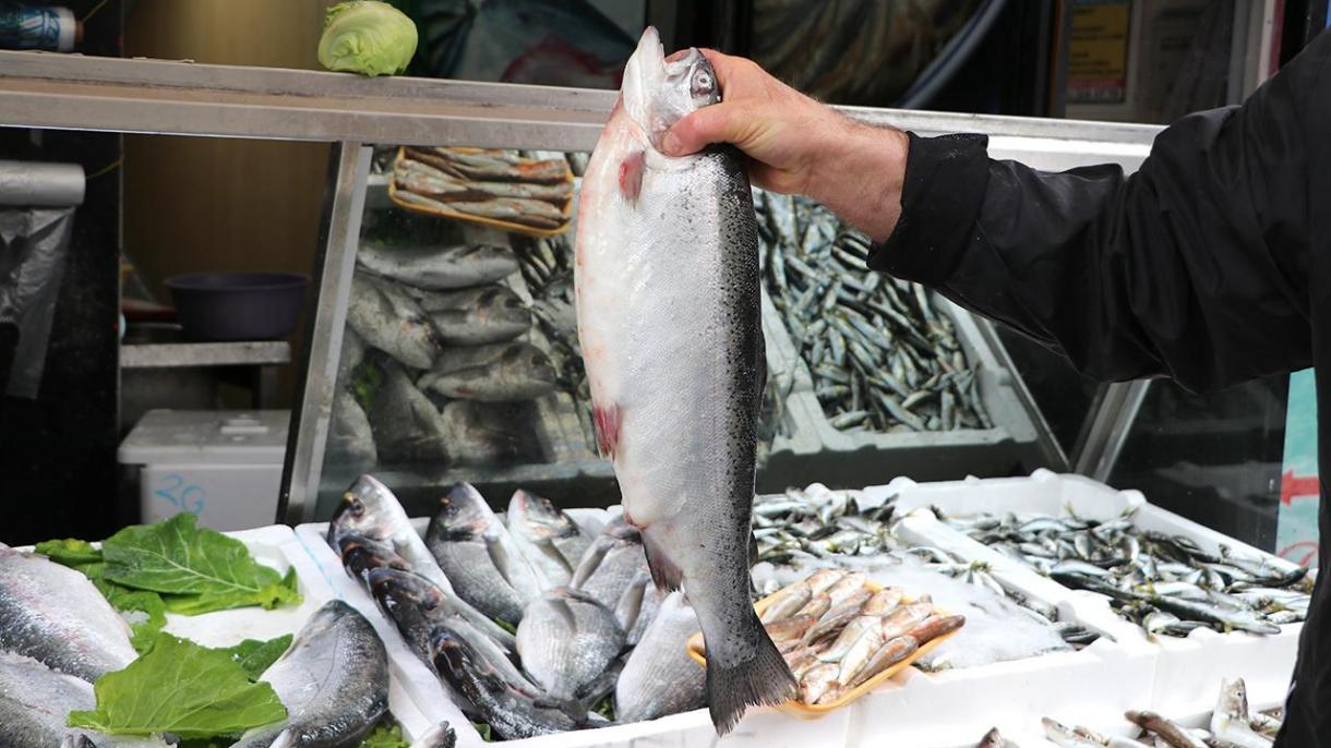 ترکیہ کی سالمن مچھلی کی برآمدات میں اضافہ
