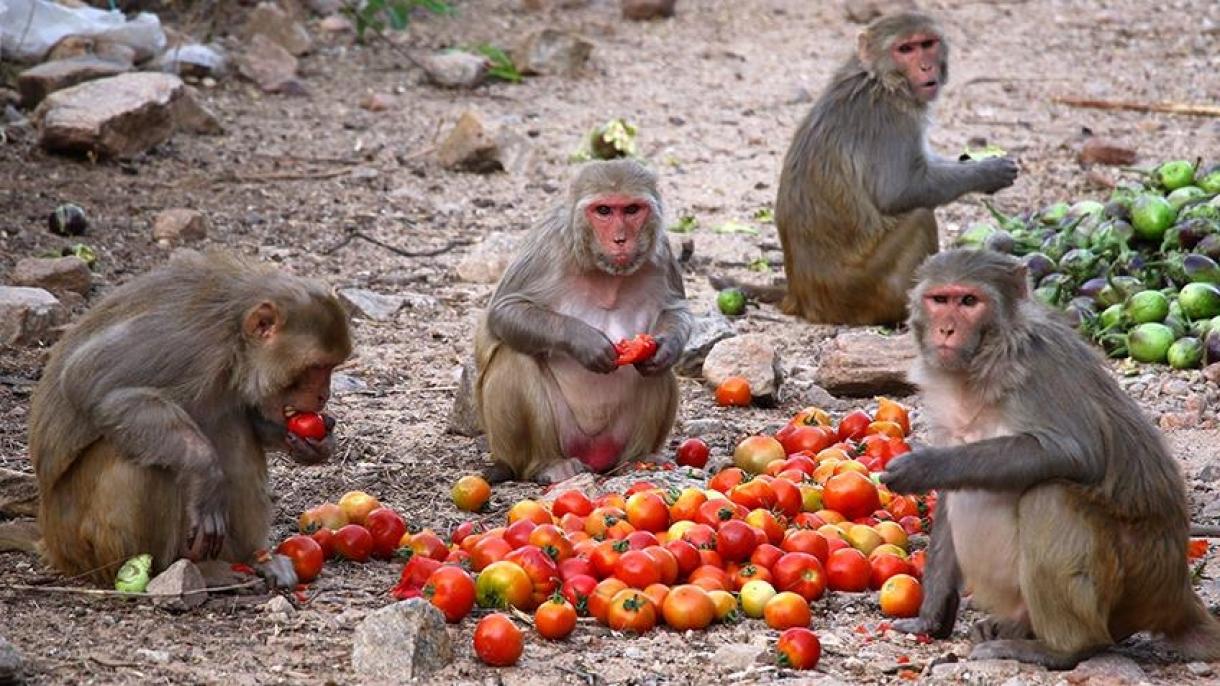 Monos atemorizan a los campesinos y destruyen sus cultivos al norte de Tanzania