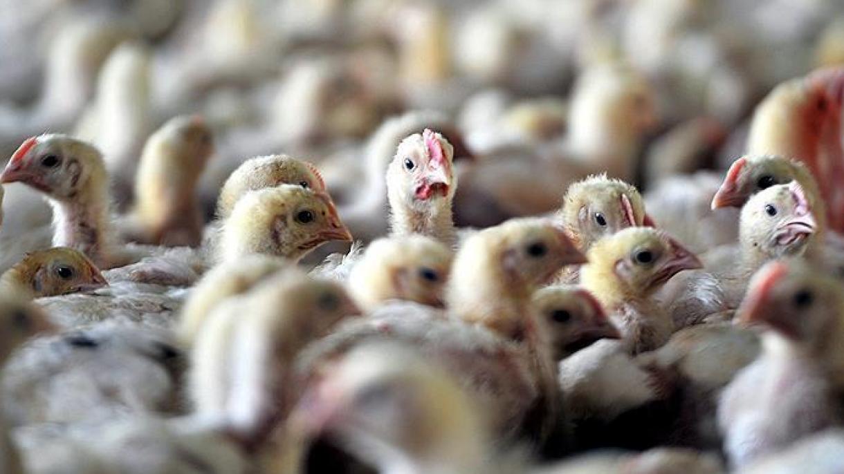 نگرانی از شیوع آنفولانزای مرغی در فرانسه