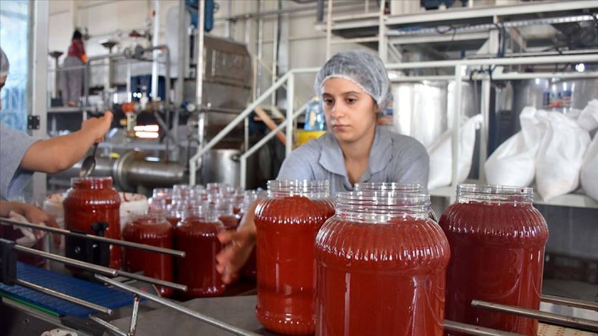 Exportação de pasta de tomate da Turquia atinge 67 milhões de dólares
