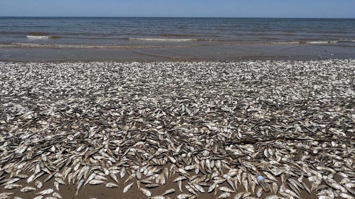 امریکہ، ٹیکساس  کے ساحلوں پر ہزاروں مچھلیاں تلف