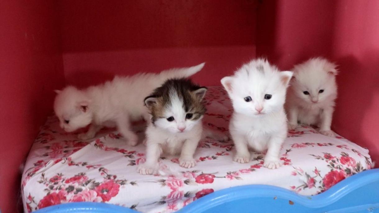 ワン猫 年初の赤ちゃん誕生 ワン猫 年初の赤ちゃん誕生