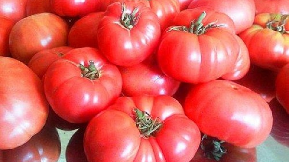 Produtos com Indicação Geográfica da Türkiye: Tomates de Ayas