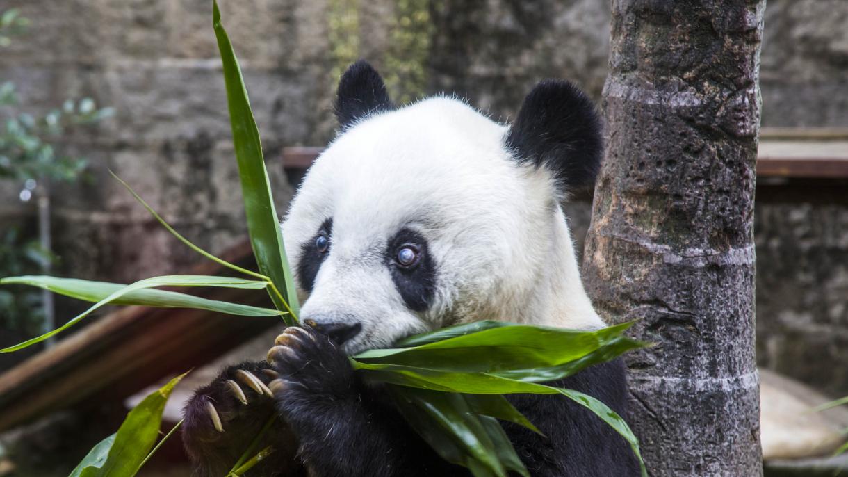 Dünyadakı ən yaşlı panda öldü