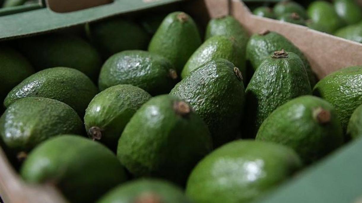 Түркия 33 өлкөгө авокадо экспорттоду