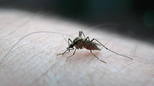 Suben a 9 las embarazadas diagnosticadas de Zika en España