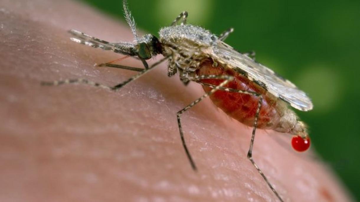 Venezuela muestra el mayor incremento de casos de malaria en el mundo declara OMS