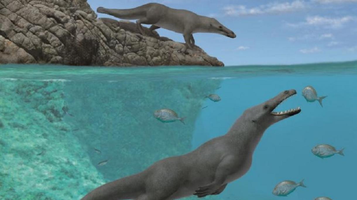 秘鲁发现拥有4300万年历史的四足鲸鱼残骸