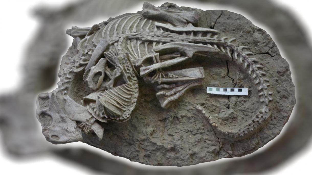 中国出土罕见化石揭示1.25亿年前恐龙与哺乳动物的搏斗