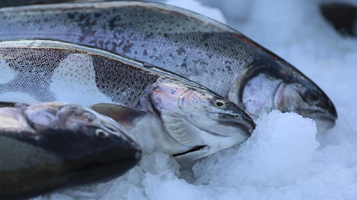 رواں سال ترکیہ کی سالمن مچھلی  کی برآمدات میں 41 فیصد اضافہ