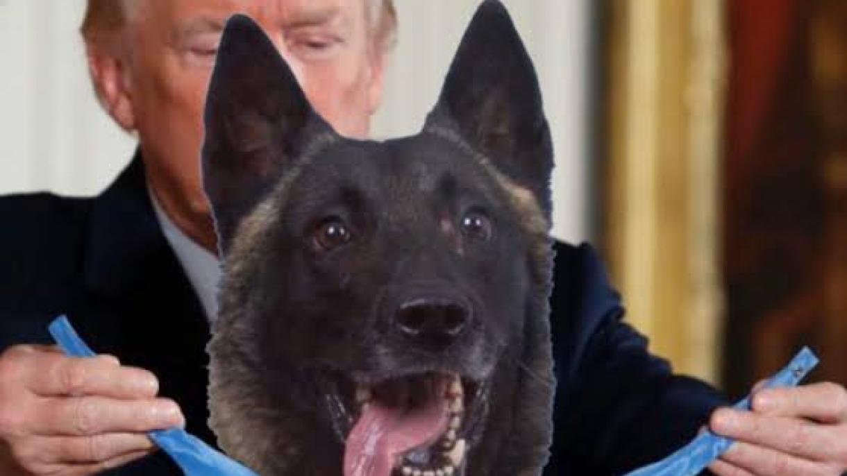 trump dog fotomontaj.jpg