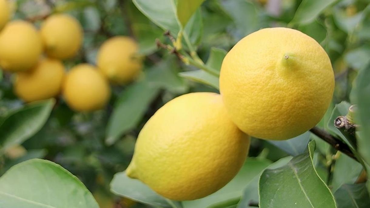 Türkiýäniň limon eksporty artdy