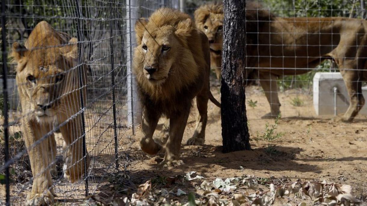 Leões do circo foram devolvidos ao seu habitat natural graças à Turkish Cargo