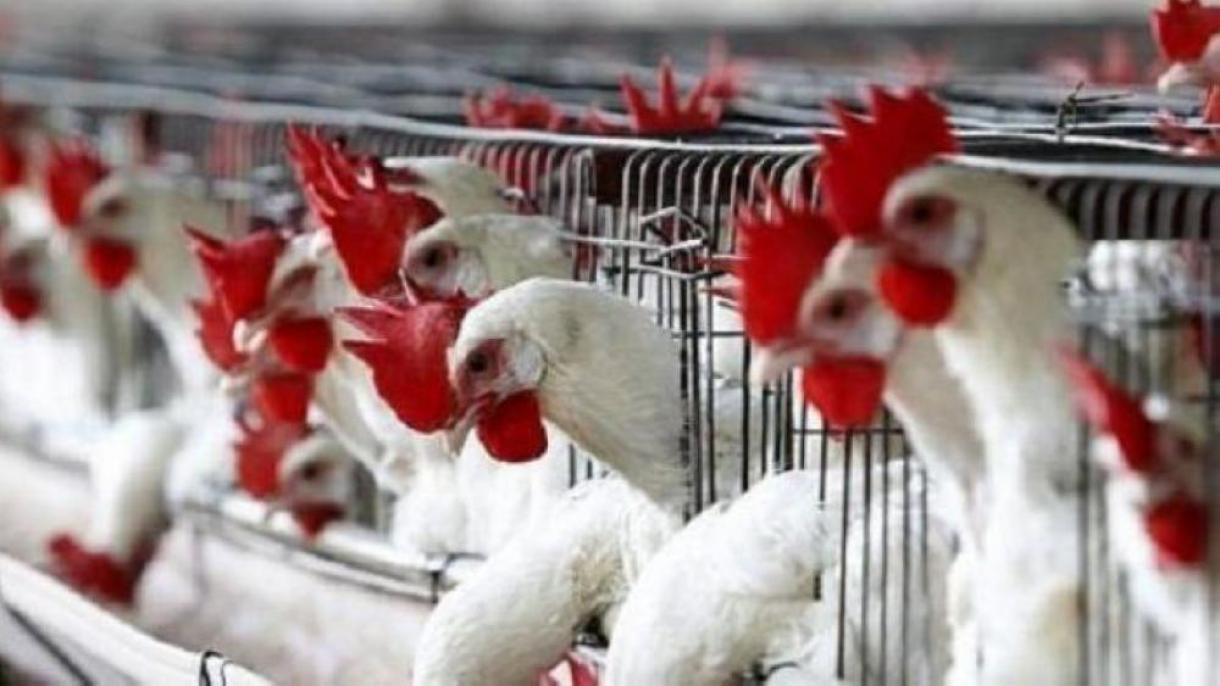 Птичи грип в птицеферма в Япония...
