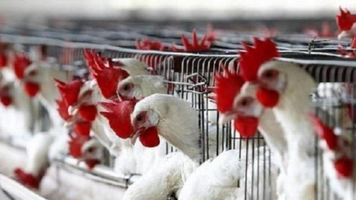 هشدار آنفولانزای مرغی در فرانسه