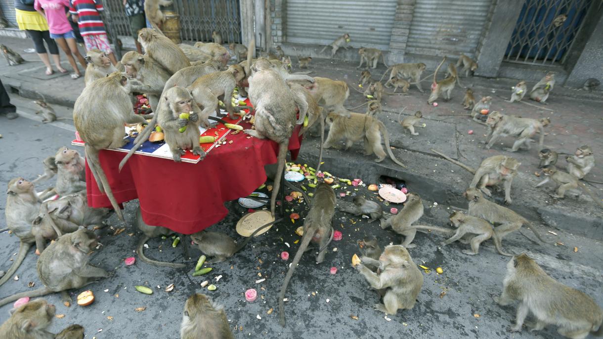 Таиландда  шаарды басып алган маймылдар чогултулууда
