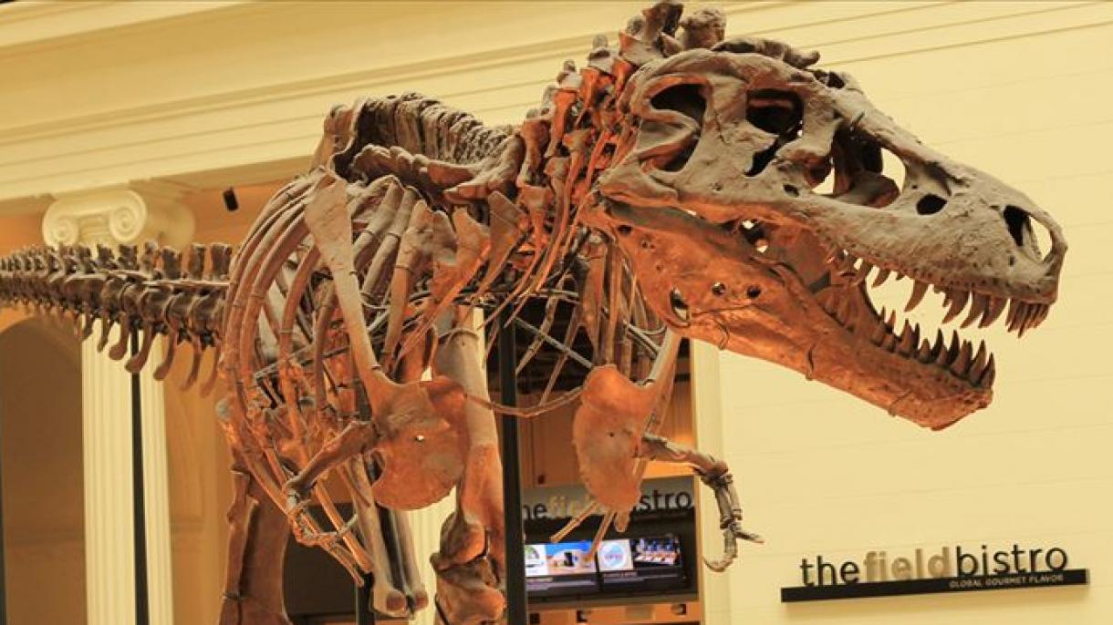 67 миллион жылдык динозавр скелети 27,5 миллион долларга сатылды