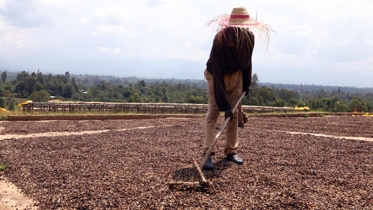 Colombia renovará cien mil hectáreas de café por año hasta 2024