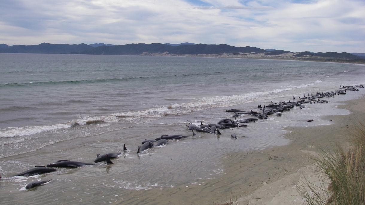 240 نهنگ خلبان که در نیوزلند به گل نشسته بودند، جان خود را از دست دادند