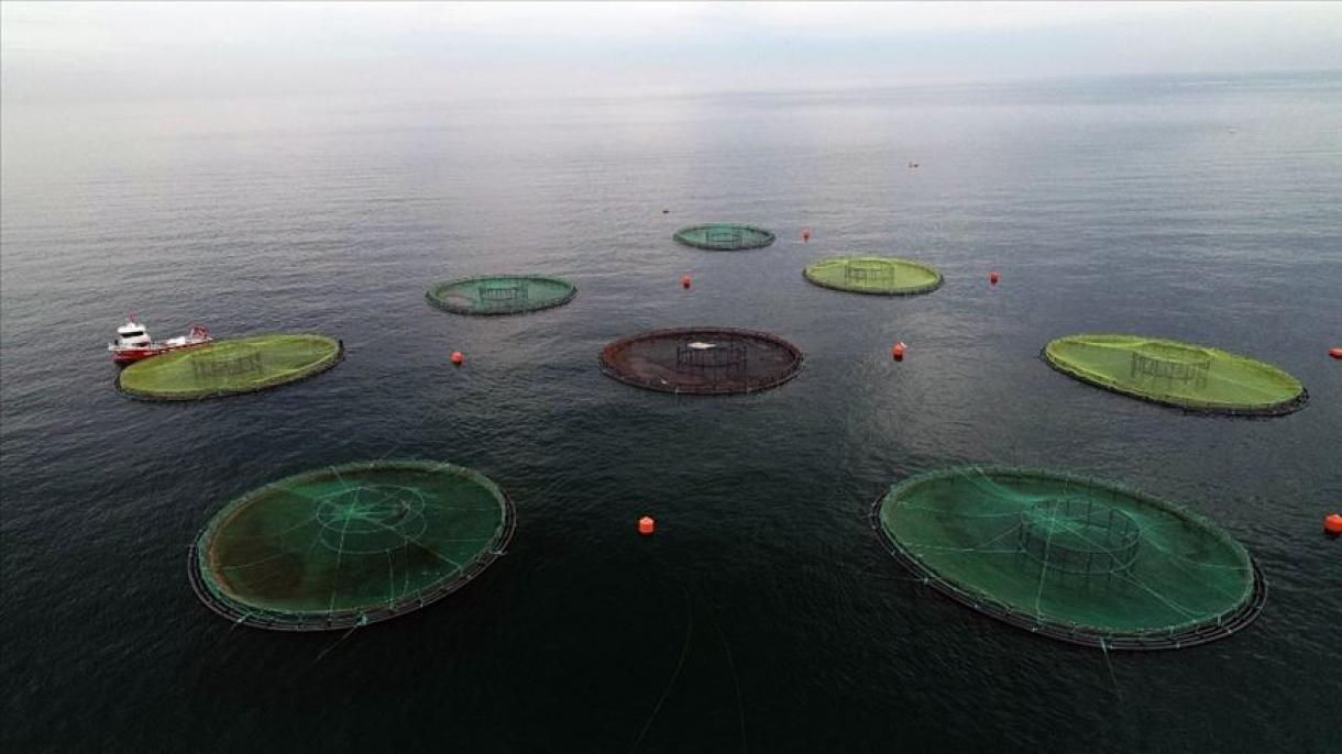 ترکیه به 39 کشور جهان ماهی سالمون صادر می‌کند