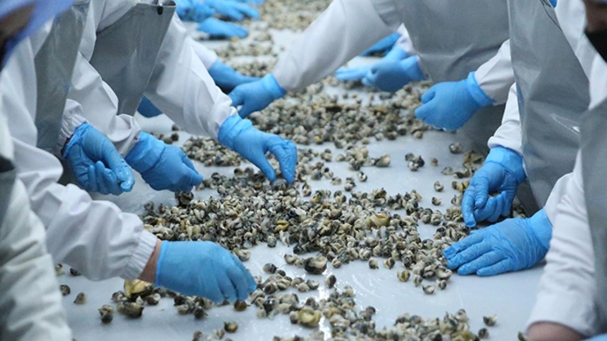 土耳其海螺出口量增长