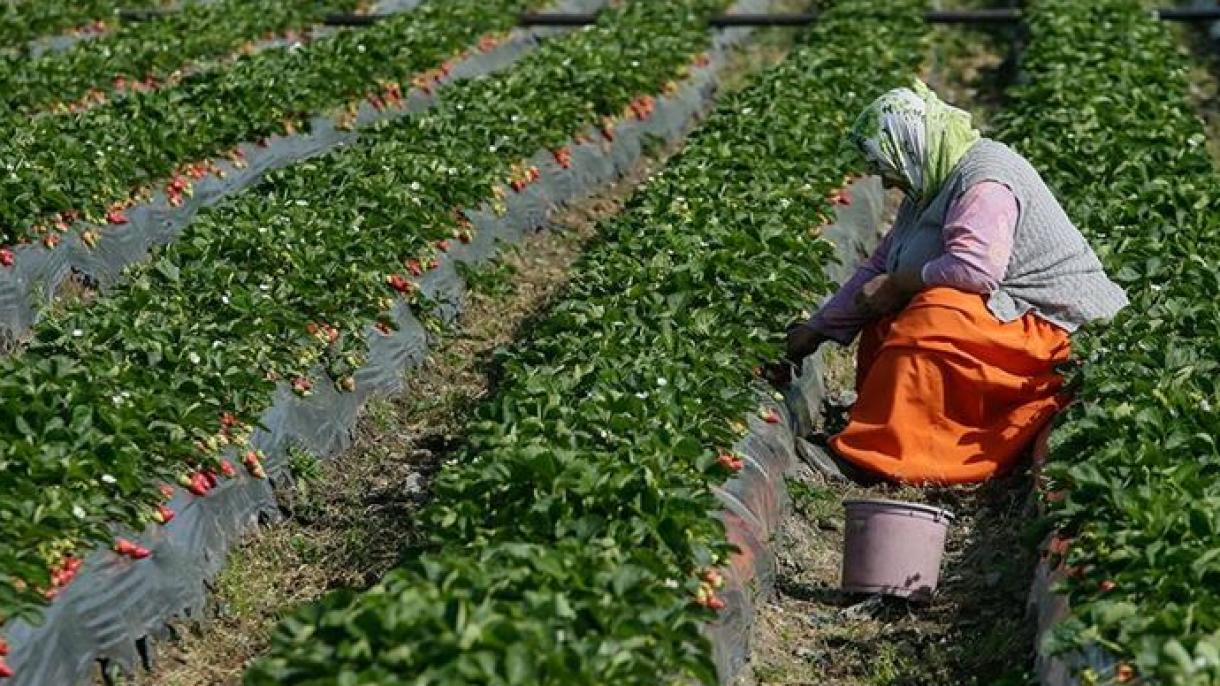 Министерот Албајрак: Турција според растот во земјоделството се наоѓа на второ место во Европа