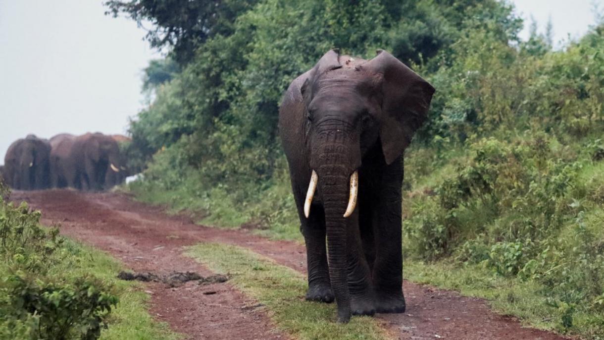 Zimbabwe va sacrifica elefanți și va distribui carnea lor populației