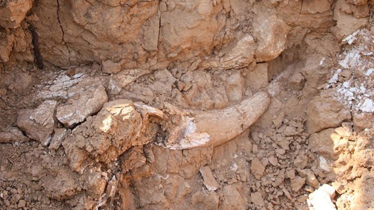 В Сибир бе открит скелет на мамонт на 10 хиляди години...