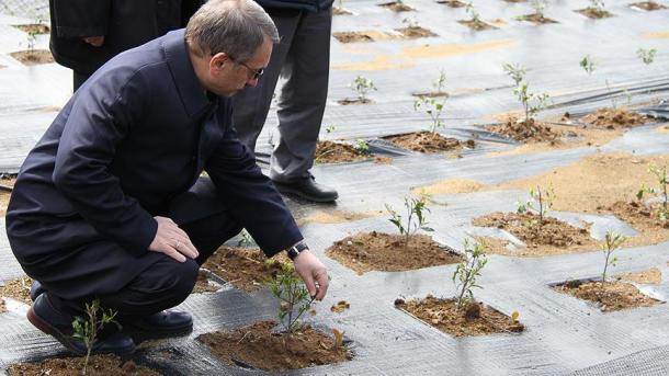 Tea génbankot hoztak létre Törökországban