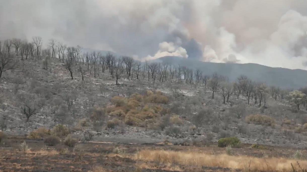 Incendii de vegetație în Spania și Italia