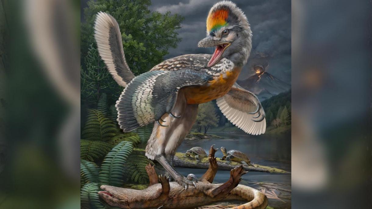 Çində quşa bənzər dinozavrın qalığı tapıldı