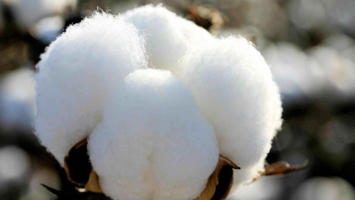 トルコの綿花がモザンビークへ