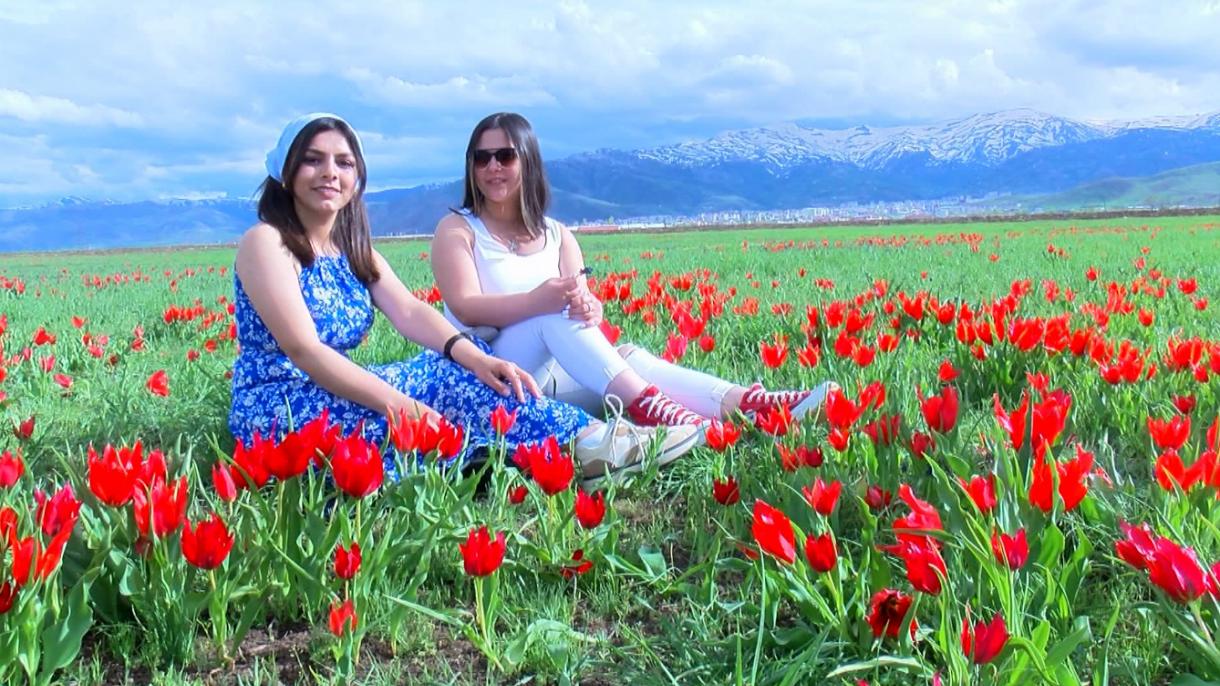 I tulipani nella provincia di Mus affascinano i turisti