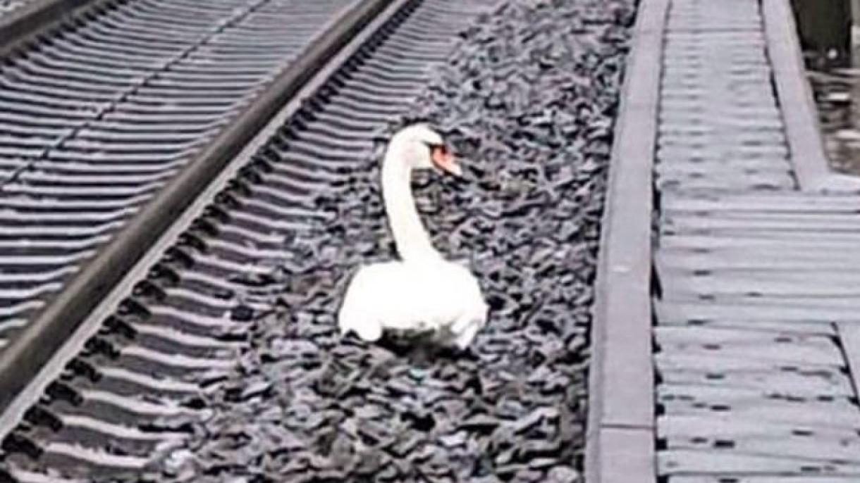 Un cisne de luto retrasó a una veintena de trenes en Alemania