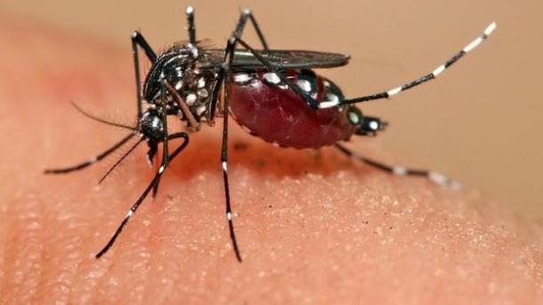 Já é possível diagnosticar o vírus Zika em apenas 20 minutos