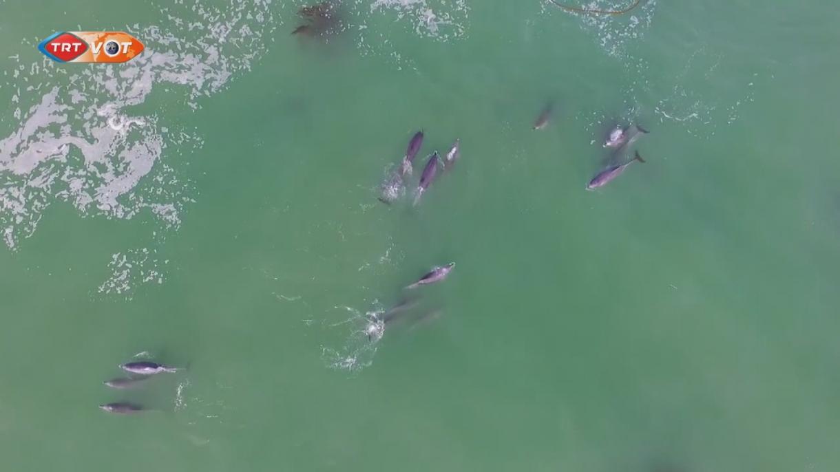 Drónok segítéségvel felvették a delfinek játékát