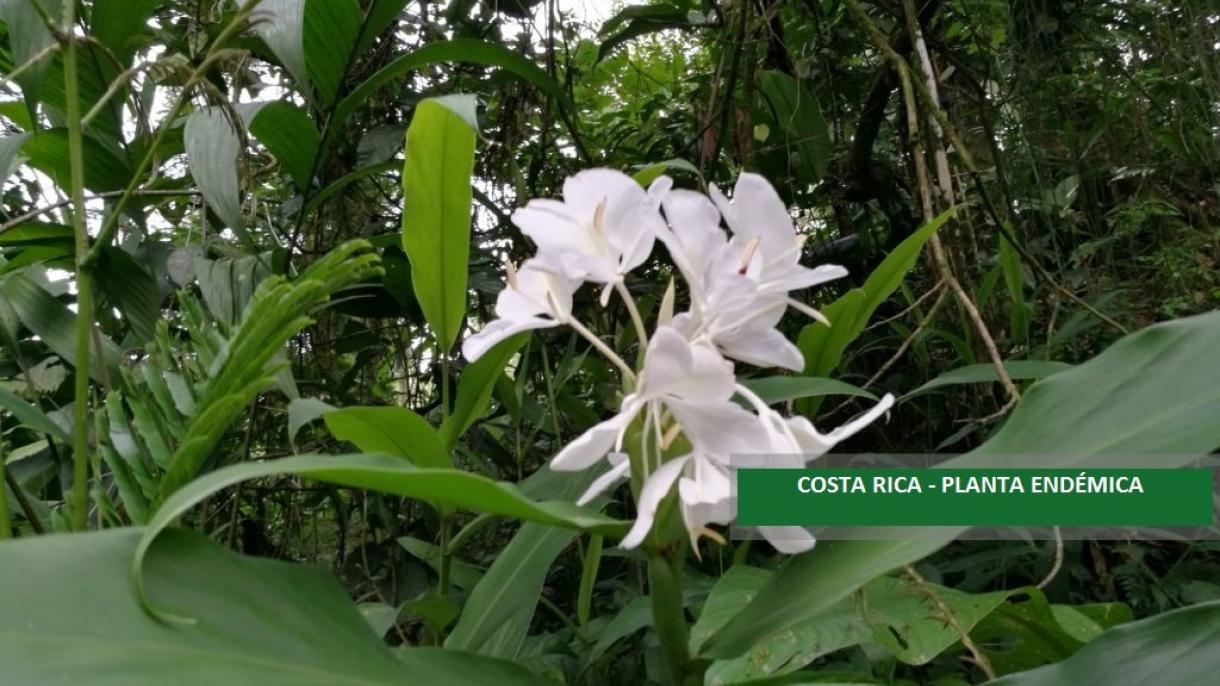 Costa Rica halla planta endémica de la Isla del Coco