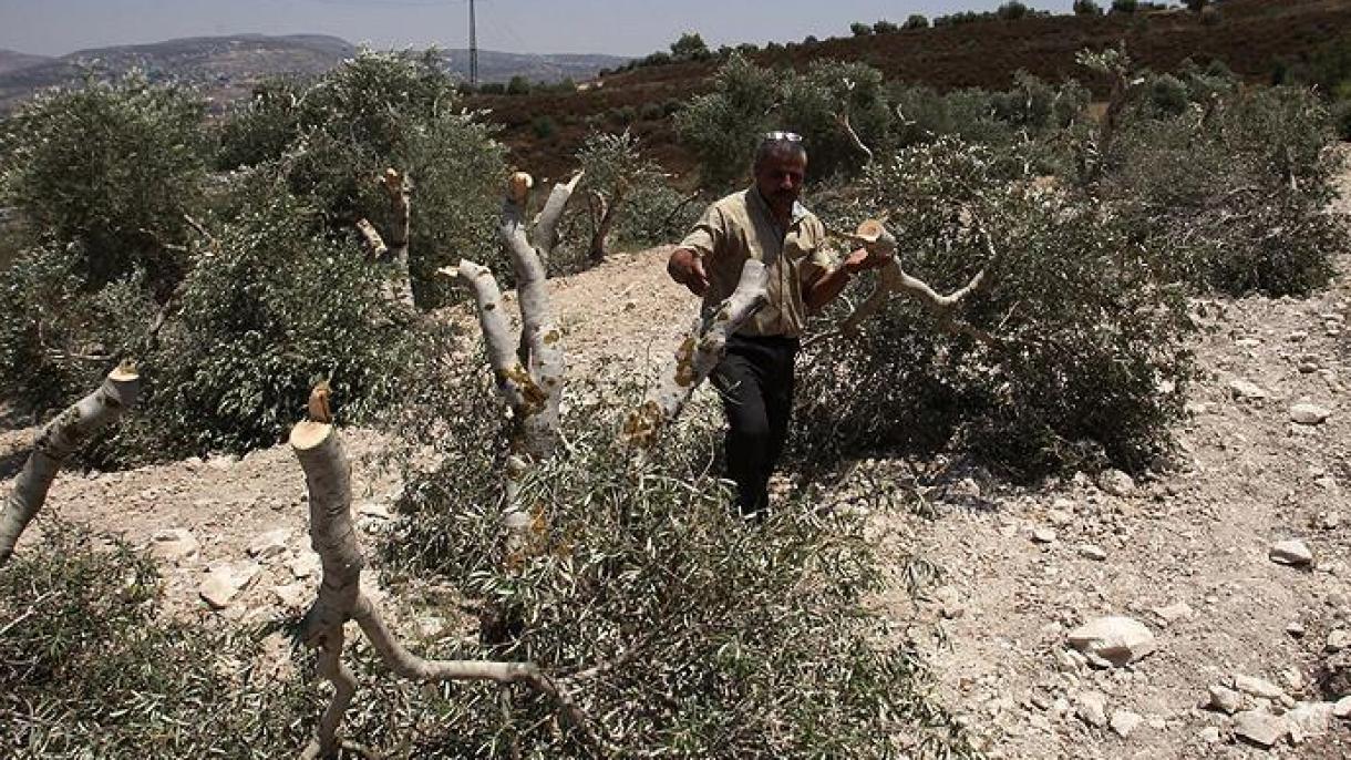 Еврейските заселници изсекоха маслиновите дръвчета на палестинците