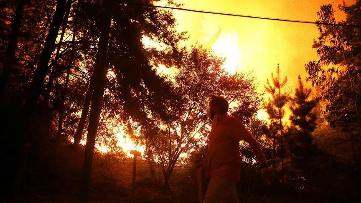 شیلی با آتش سوزیهای جنگلی مبارزه می کند