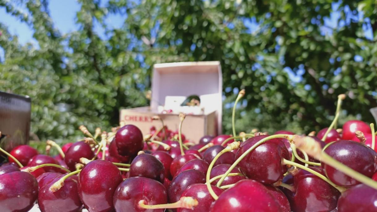 Exportação recorde de cereja turca
