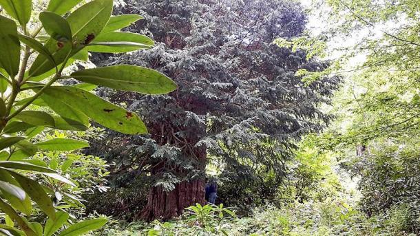 Turquía quiere plantar un árbol por cada persona en el mundo para 2023