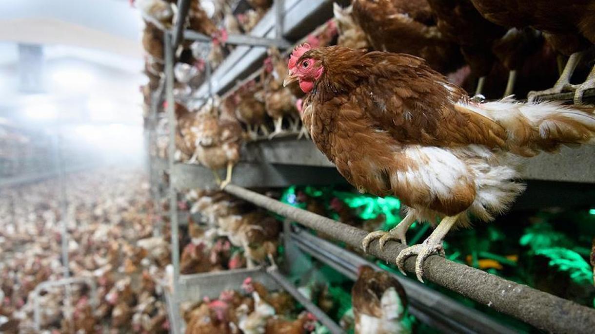 زنده به گور شدن مرغ ها در ایران به دلیل نبود مشتری، خوراک و دارو