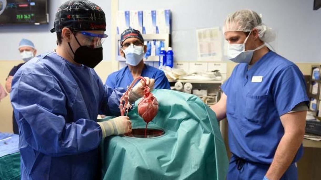 Realizan el primer trasplante de corazón de cerdo a humano