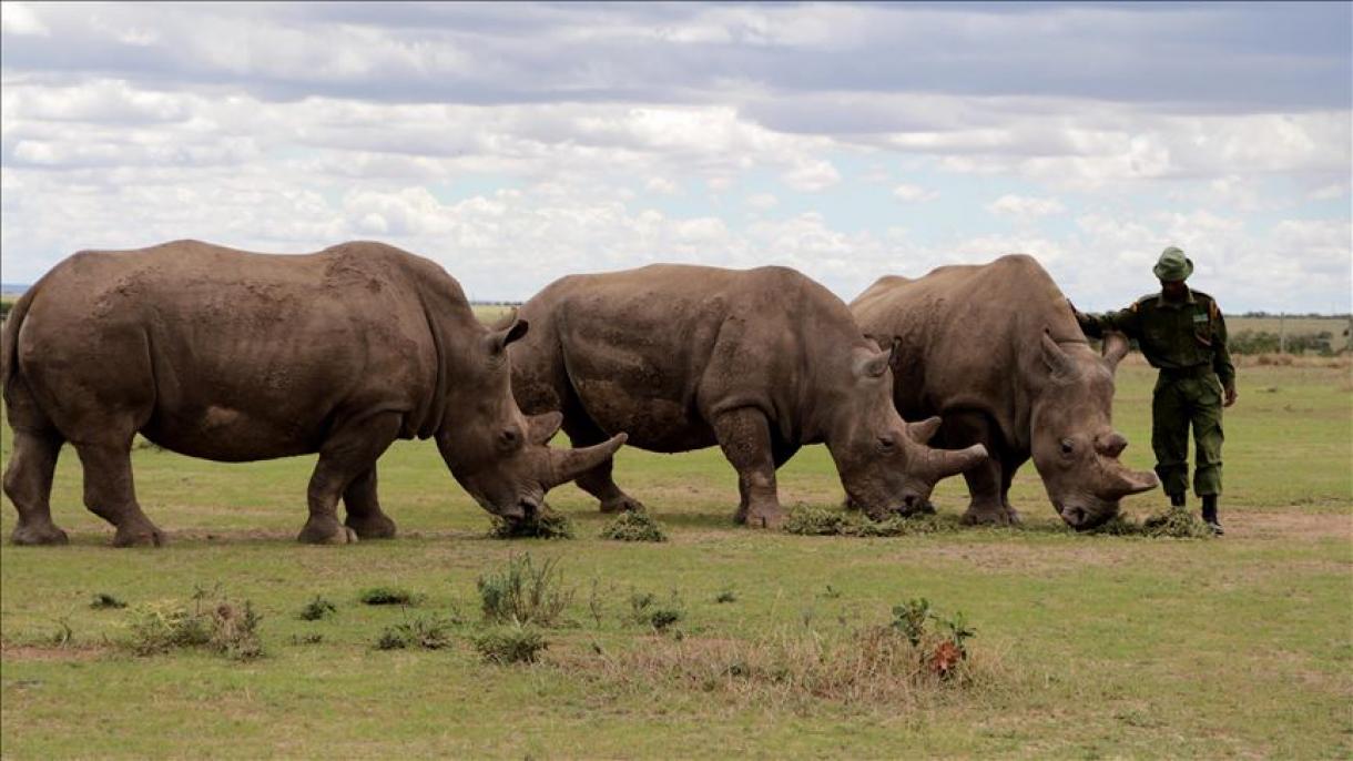 O rinoceronte branco do norte pode ser salvo da extinção